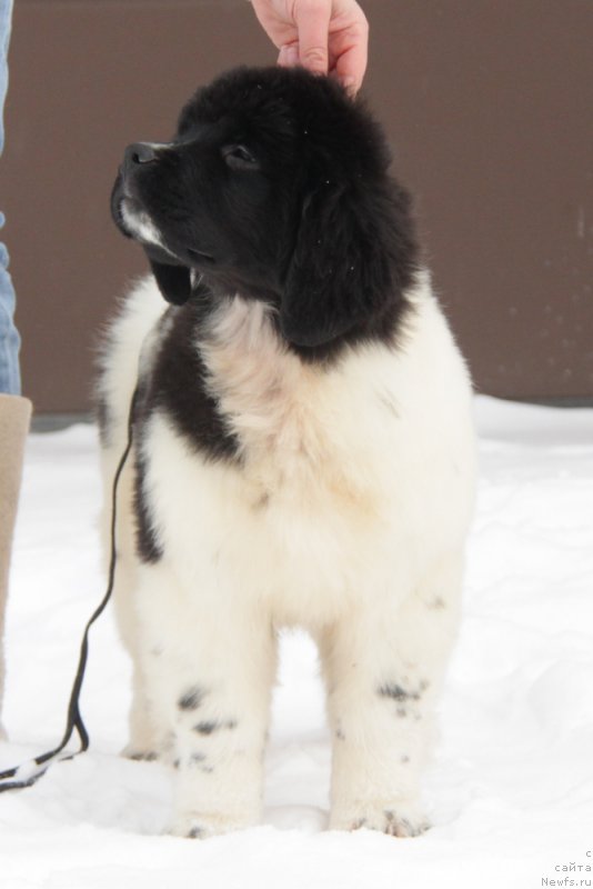 Фото: ньюфаундленд Аквиан Сонг Тиффани