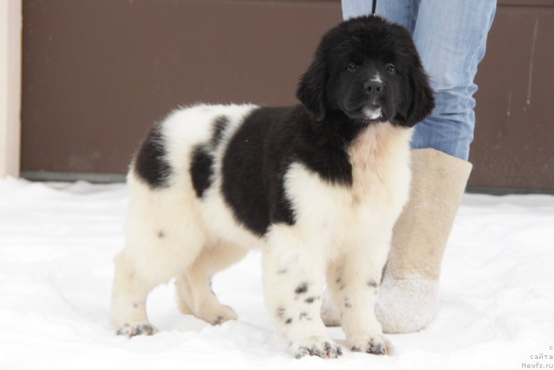 Фото: ньюфаундленд Аквиан Сонг Тиффани