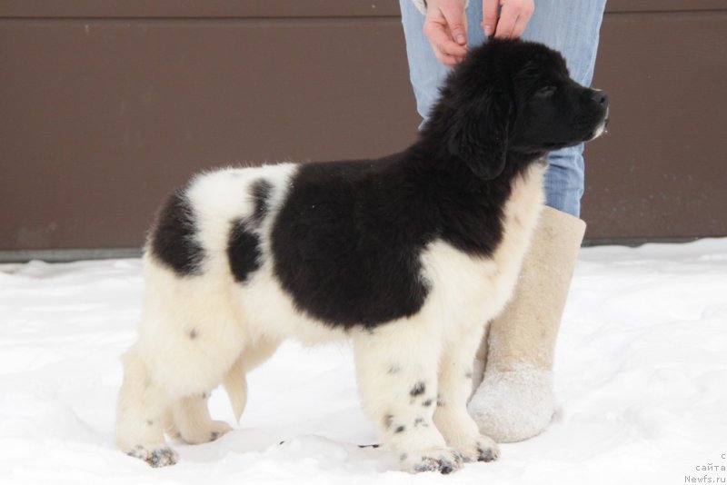 Фото: ньюфаундленд Аквиан Сонг Тиффани