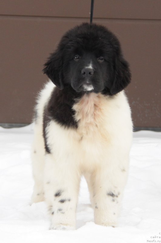 Фото: ньюфаундленд Аквиан Сонг Тиффани