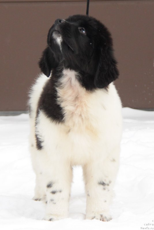 Фото: ньюфаундленд Аквиан Сонг Тиффани