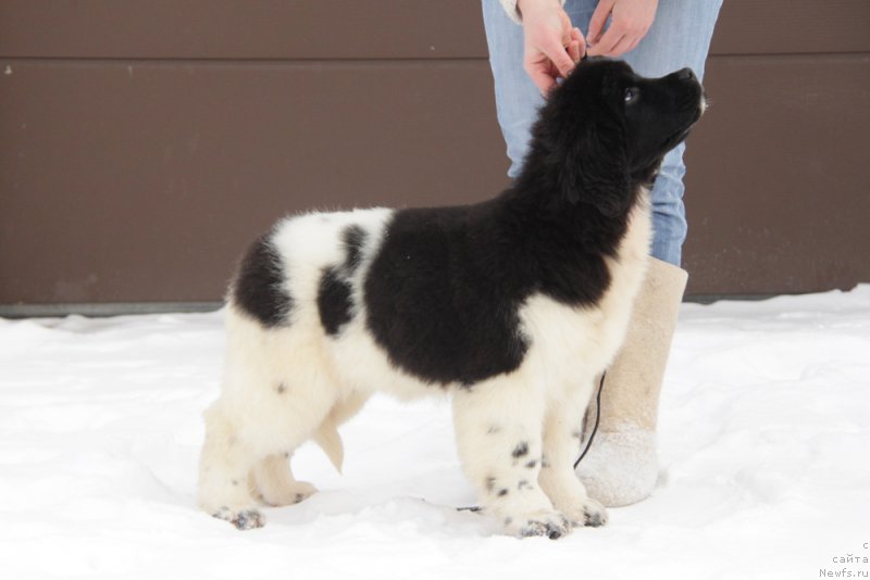 Фото: ньюфаундленд Аквиан Сонг Тиффани