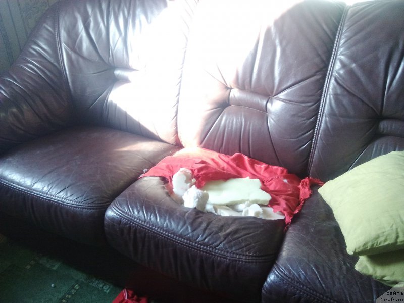 Фотография № 220895