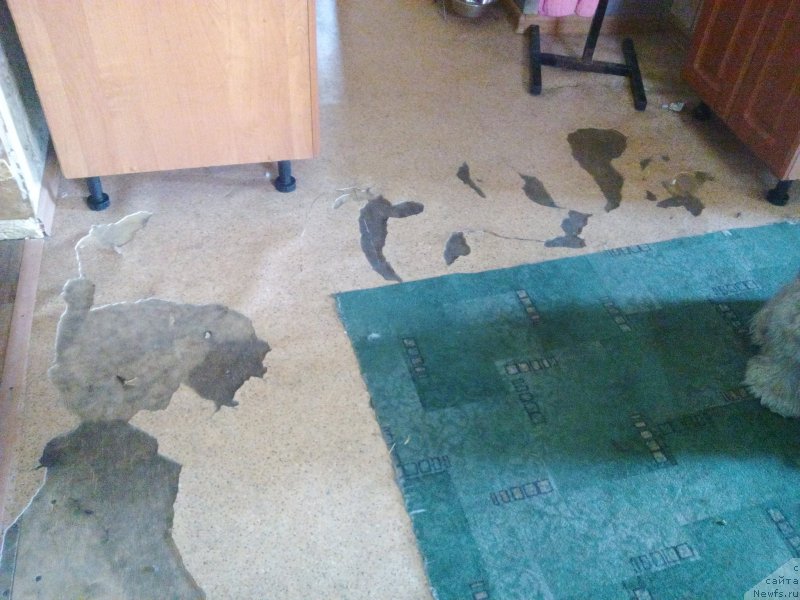 Фотография № 220896