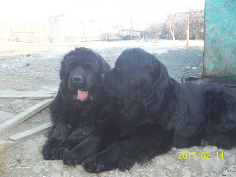 Фото: ньюфаундленд Супер Премиум Нао Дел Трато, ньюфаундленд Викториус Смайл