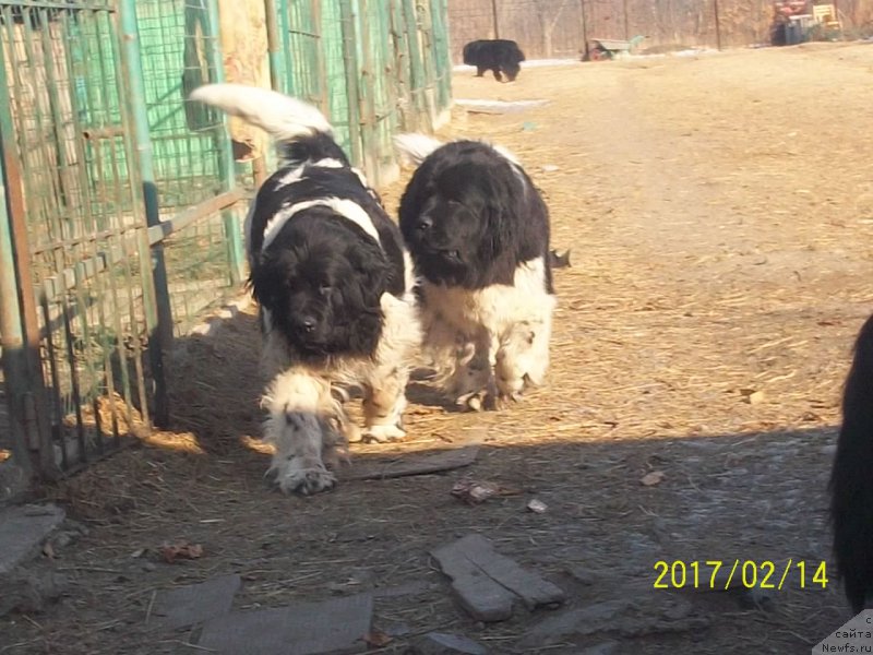 Фото: ньюфаундленд Супер Премиум Литониэль Валланинор (Super Premium Litoniel Vallaninor), ньюфаундленд Селин Дион