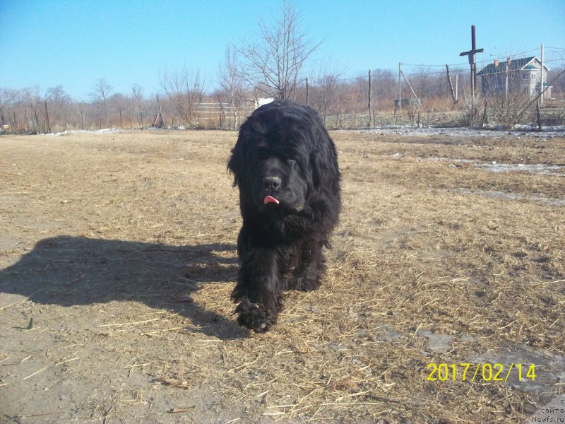 Фото: ньюфаундленд Супер Премиум Немессис