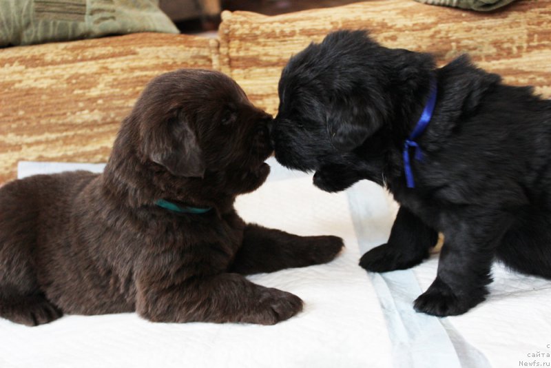 Фото: ньюфаундленд Браунблад  МСК Лион Лаби-Рони (Brownblood MSK Lyon Labi-Roni), ньюфаундленд Браунблад МСК Ламберт Амир (Brownblood MSK Lambert Amir)