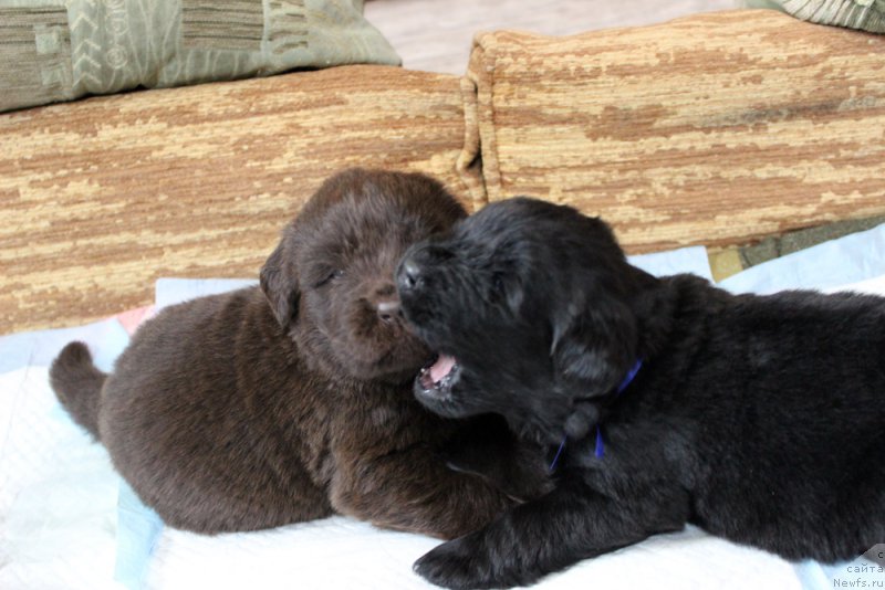 Фото: ньюфаундленд Браунблад  МСК Лион Лаби-Рони (Brownblood MSK Lyon Labi-Roni), ньюфаундленд Браунблад МСК Ламберт Амир (Brownblood MSK Lambert Amir)