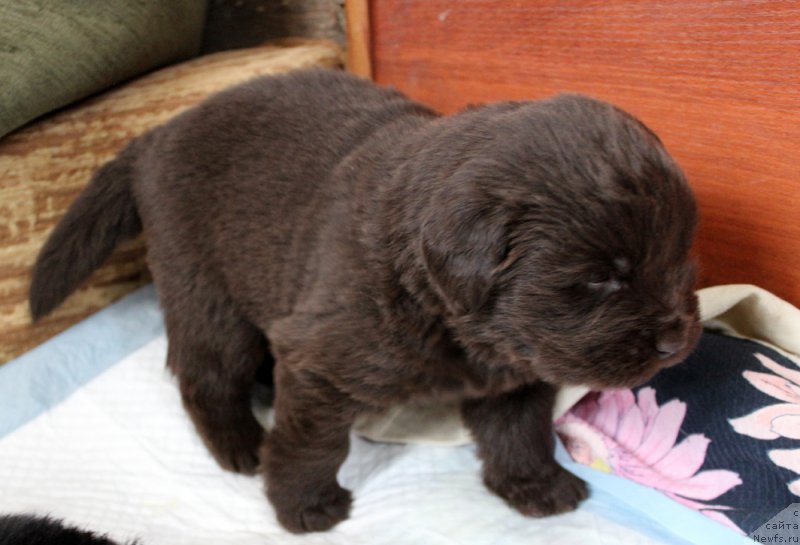 Фото: ньюфаундленд Браунблад МСК Лея Айман (Brownblood MSK Leya Aiman)