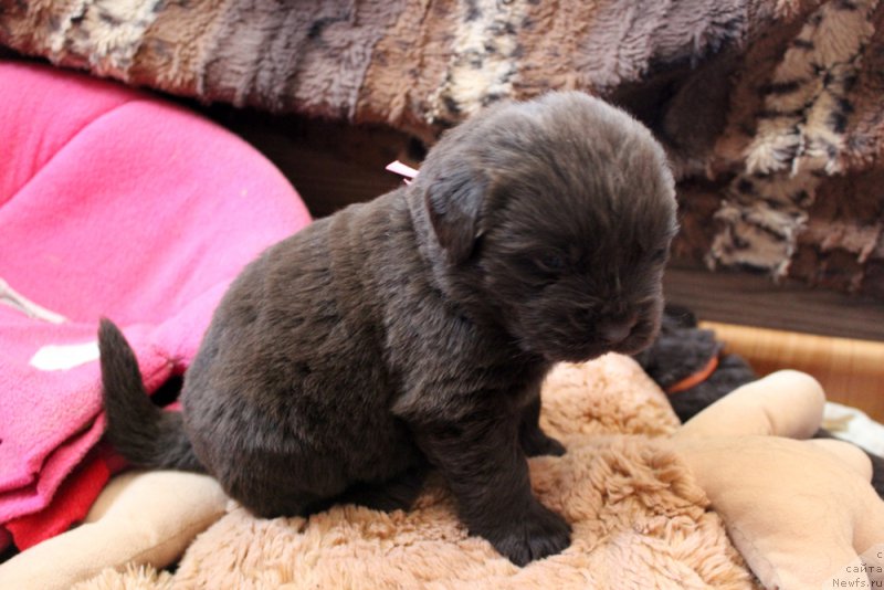 Фото: ньюфаундленд Браунблад МСК Лея Айман (Brownblood MSK Leya Aiman)