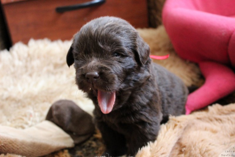 Фото: ньюфаундленд Браунблад МСК Ливона Либа (Brownblood MSK Livona Liba)