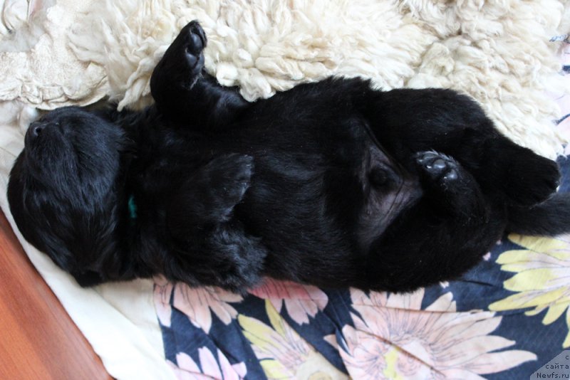 Фото: ньюфаундленд Браунблад MCК Лэджендари Норс (Brownblood MSK Lagendary North)