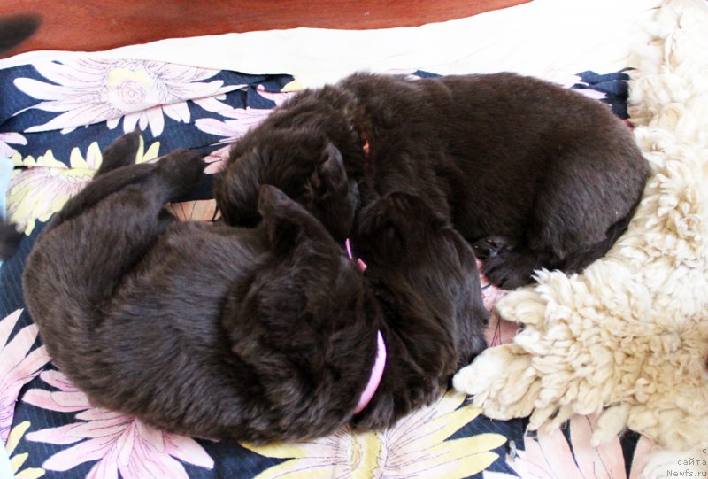 Фото: ньюфаундленд Браунблад МСК Лея Айман (Brownblood MSK Leya Aiman), ньюфаундленд Браунблад МСК Ливона Либа (Brownblood MSK Livona Liba)