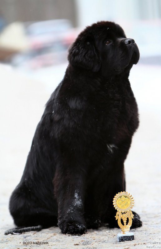 Фотография № 220912