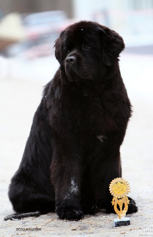 Фотография № 220913