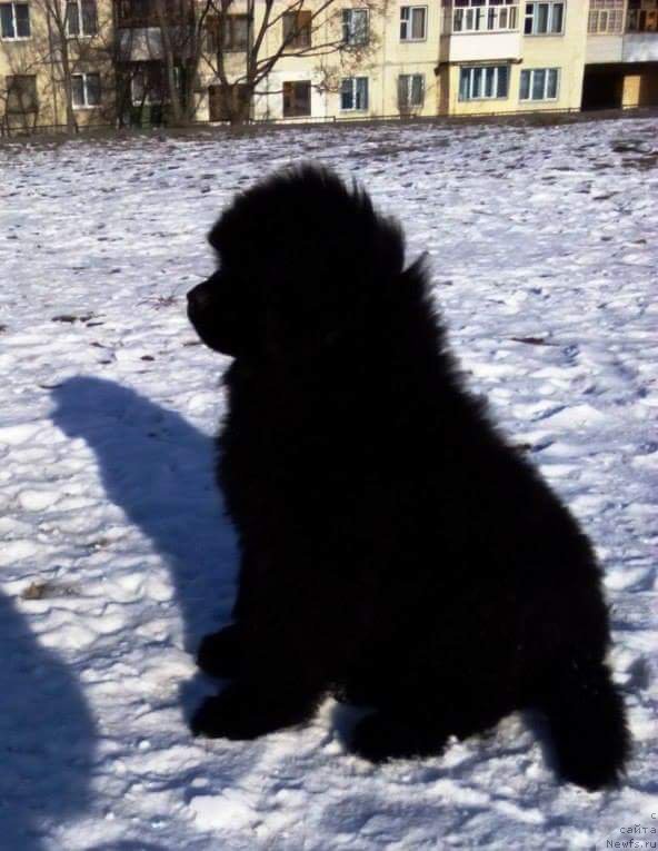 Фото: ньюфаундленд Шепот Каури Даурия (Shyopot Kauri Dauria)