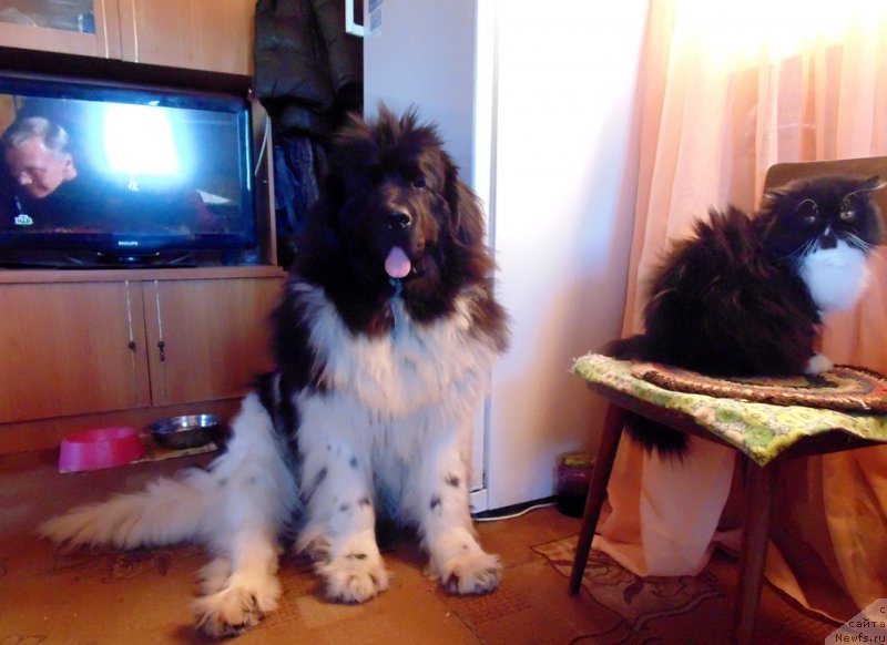 Фотография № 220926