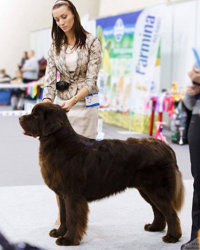 Фото: ньюфаундленд Черный Балу Златогор (Cherniy Balu Zlatogor)