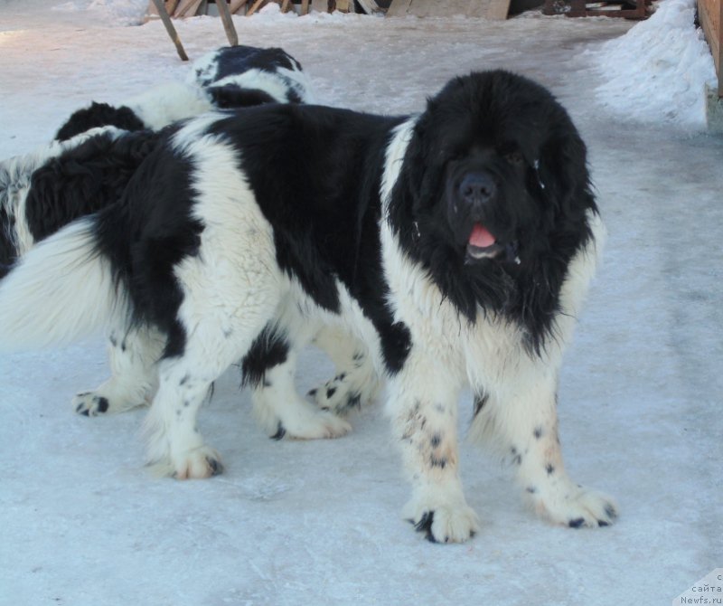 Фото: ньюфаундленд Степная Пальмира Единственный Мой