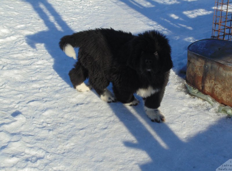 Фотография № 220931