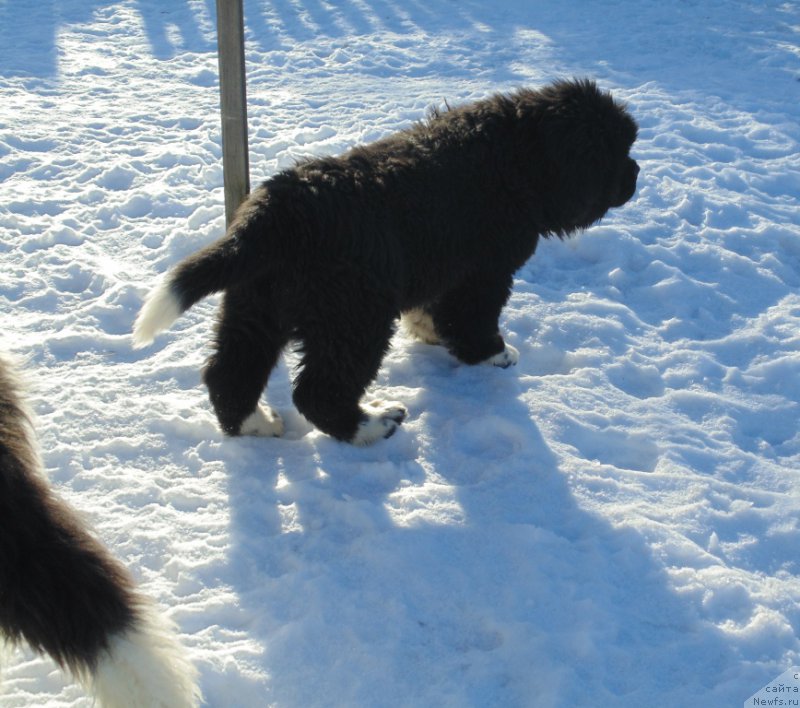 Фотография № 220932