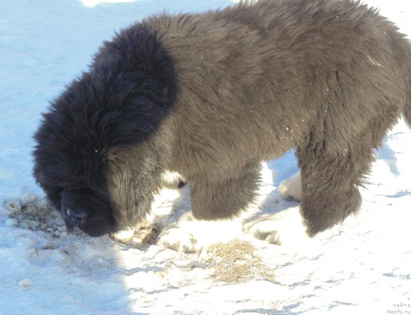 Фотография № 220933