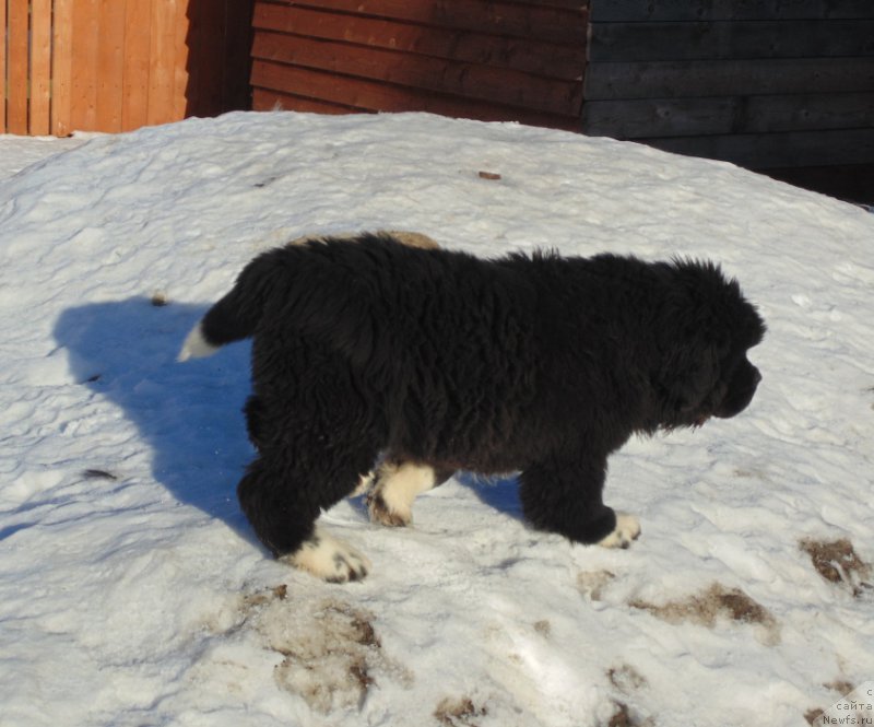 Фотография № 220935