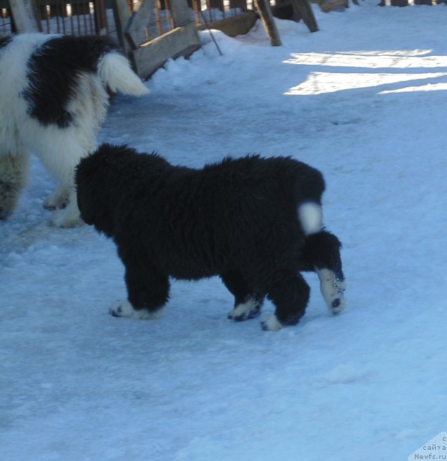 Фотография № 220936