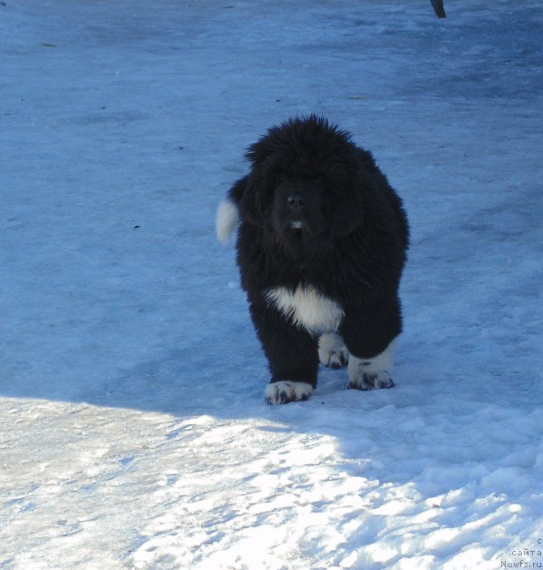 Фотография № 220937