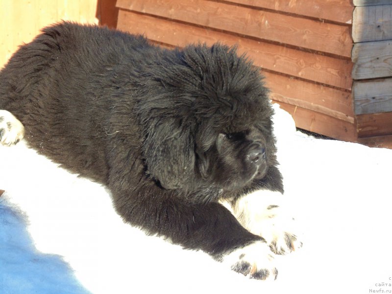 Фотография № 220942