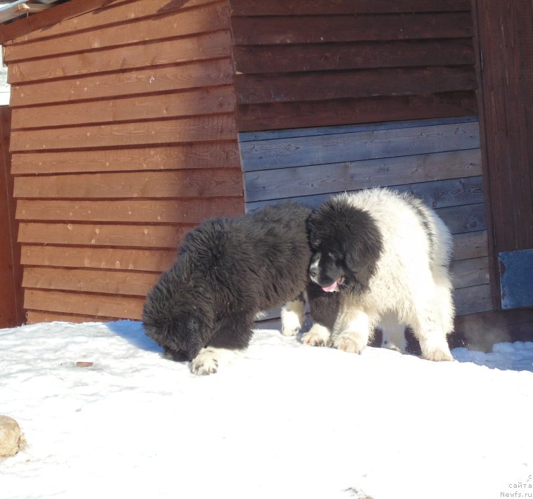 Фотография № 220947