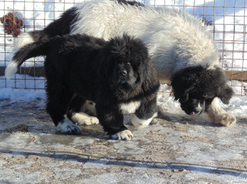 Фотография № 220948