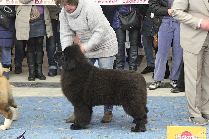 Фотография № 220951