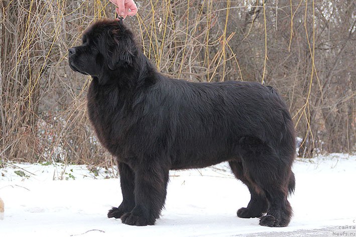 Фотография № 220952