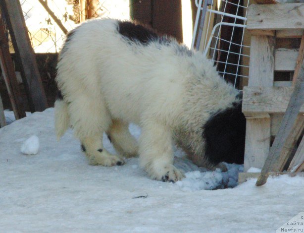 Фотография № 220955