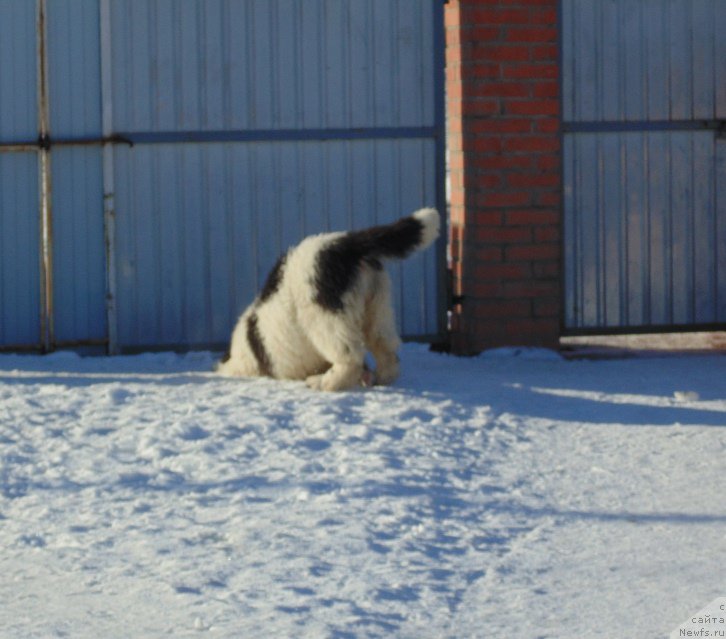 Фотография № 220956