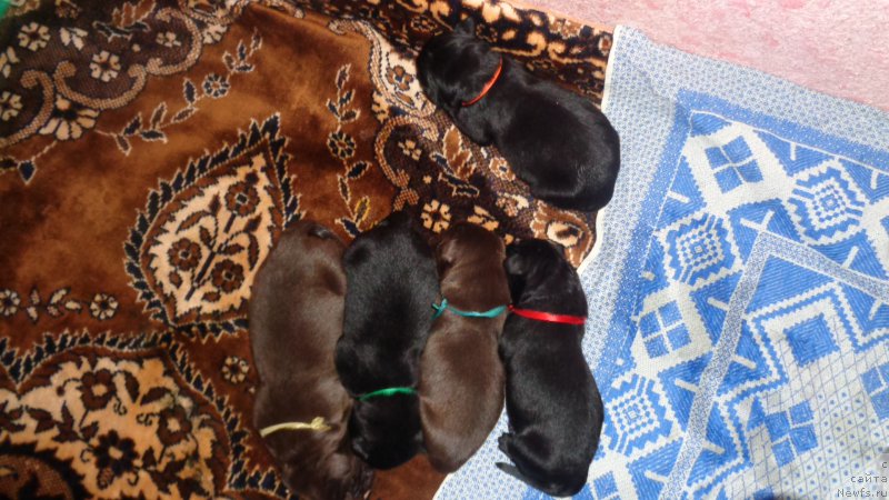 Фото: ньюфаундленд Азалия Дитя Тьмы, ньюфаундленд Анариэль Лучик Удачи, ньюфаундленд Анфиса Звезда Пармы, ньюфаундленд А Я Супер Премиум (A I Super Premium), ньюфаундленд Апофеоз Богов Зевс