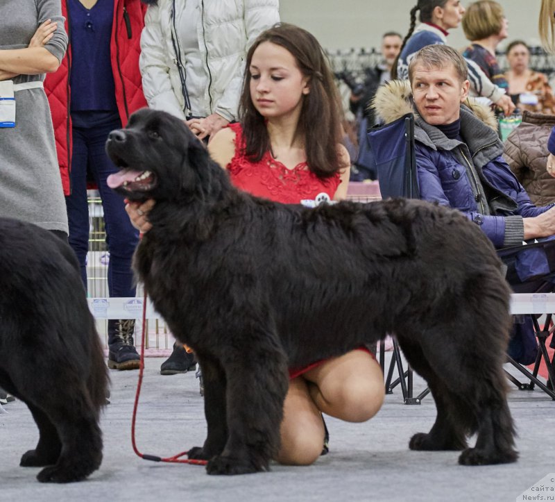Фото: ньюфаундленд Персея из Антаграда (Perseja is Antagrada)
