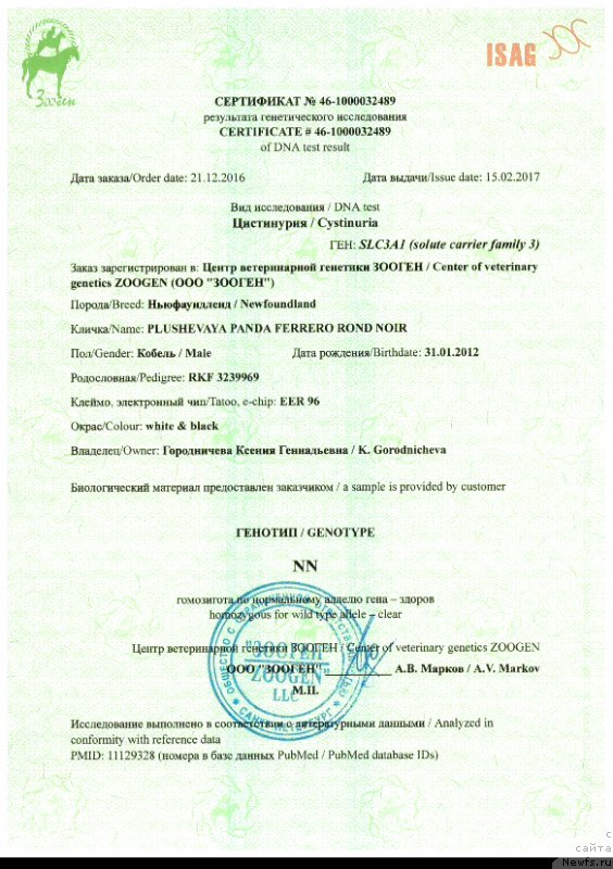 Фото: ньюфаундленд Плюшевая Панда Ферреро Ронд Нуар (Plushevaya Panda Ferrero Rond Noir)