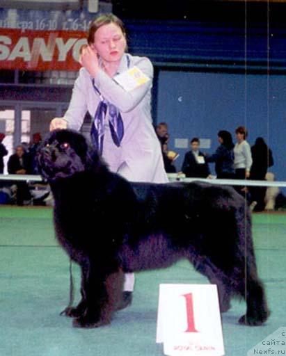 Фото: ньюфаундленд Александрия Келвин (Aleksandria Kelvin), Татьяна Абутова