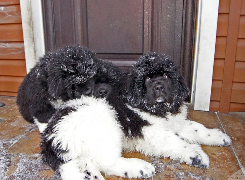 Фотография № 220972