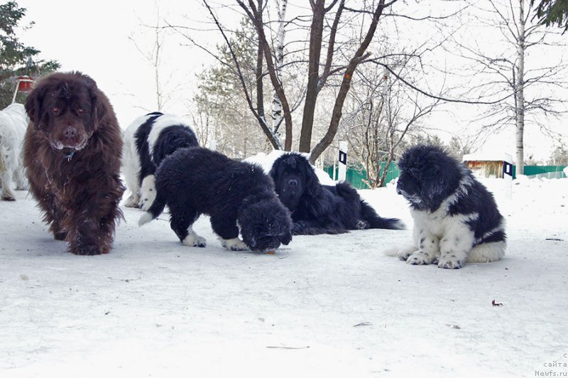 Фото: ньюфаундленд Акватория Келвин Спирит зе Некст, ньюфаундленд Супер Бизон Индия, ньюфаундленд Супер Бизон Мурсиелага, ньюфаундленд Супер Бизон Таисса, ньюфаундленд Супер Бизон Тагор