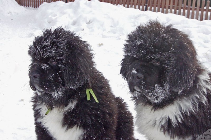 Фото: ньюфаундленд Супер Бизон Таисса, ньюфаундленд Супер Бизон Тагор
