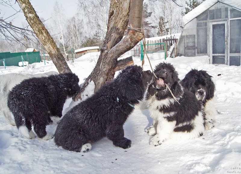Фото: ньюфаундленд Супер Бизон Тагор, ньюфаундленд Супер Бизон Таисса, ньюфаундленд Супер Бизон Татонка, ньюфаундленд Супер Бизон Мурсиелага