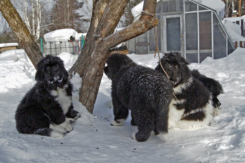 Фото: ньюфаундленд Супер Бизон Тагор, ньюфаундленд Супер Бизон Таисса, ньюфаундленд Супер Бизон Татонка, ньюфаундленд Супер Бизон Мурсиелага