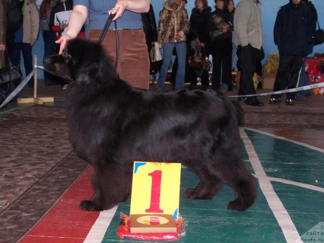Фото: ньюфаундленд Александрия Келвин (Aleksandria Kelvin), Татьяна Абутова