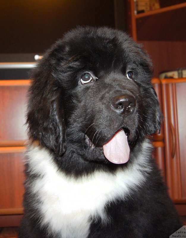 Фото: ньюфаундленд Супер Бизон Томас