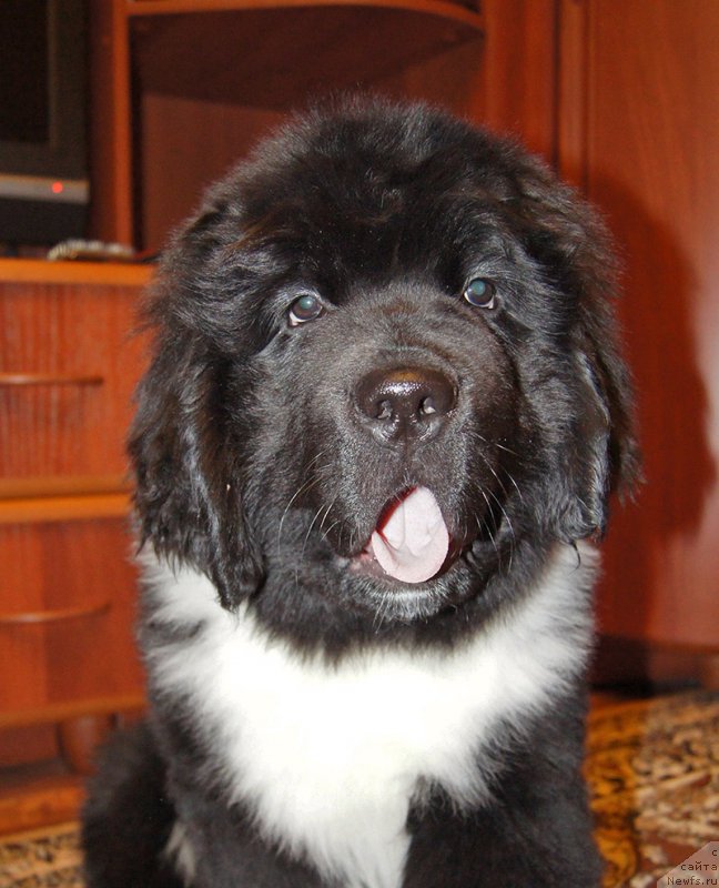 Фото: ньюфаундленд Супер Бизон Томас