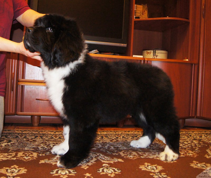 Фото: ньюфаундленд Супер Бизон Томас